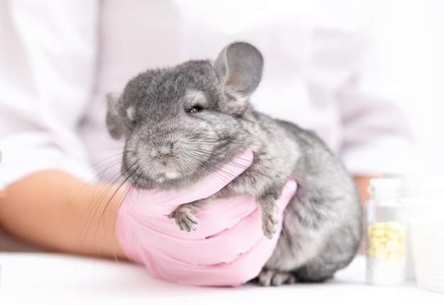 Professional veterinarian examining chinchilla in clinic closeup