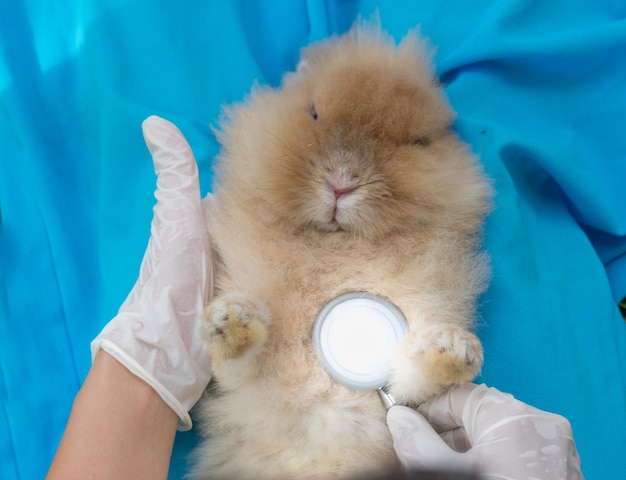 사진 전문 수의사는 토끼의 건강을 분석하고 있습니다.