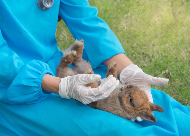 Professional veterinarian is feeding medicine to the rabbit