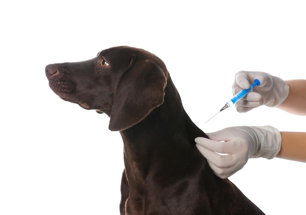 Professional veterinarian vaccinating dog on white background closeup