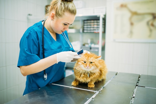 I veterinari professionisti esamina le orecchie dei gatti, clinica veterinaria. medici veterinari che lavorano in un ospedale per animali