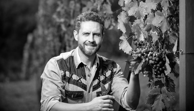 Professional winegrower on grape farm happy man harvester on summer harvest