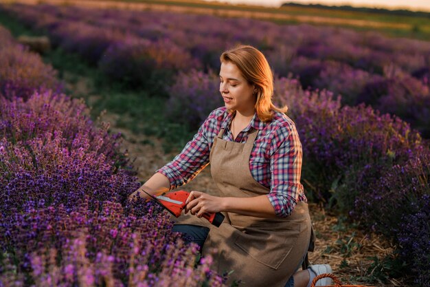 Professional Woman worker in uniform Cutting Bunches of Lavender with Scissors on a Lavender Field Harvesting Lavander Concept