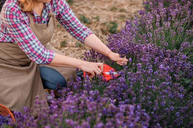 Professional Woman worker in uniform Cutting Bunches of Lavender with Scissors on a Lavender Field Harvesting Lavander Concept