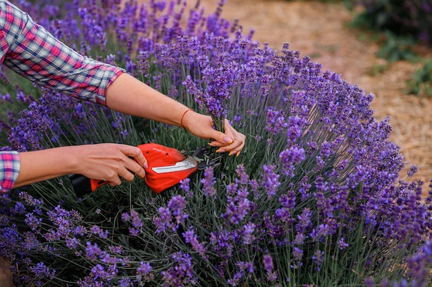 Foto lavoratrice professionista in uniforme taglio di mazzi di lavanda con le forbici su un campo di lavanda che raccoglie il concetto di lavanda