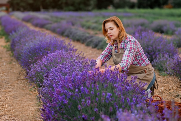 Professional Woman worker in uniform Cutting Bunches of Lavender with Scissors on a Lavender Field Harvesting Lavander Concept