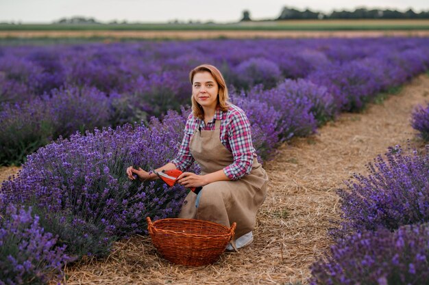 Professional Woman worker in uniform Cutting Bunches of Lavender with Scissors on a Lavender Field Harvesting Lavander Concept