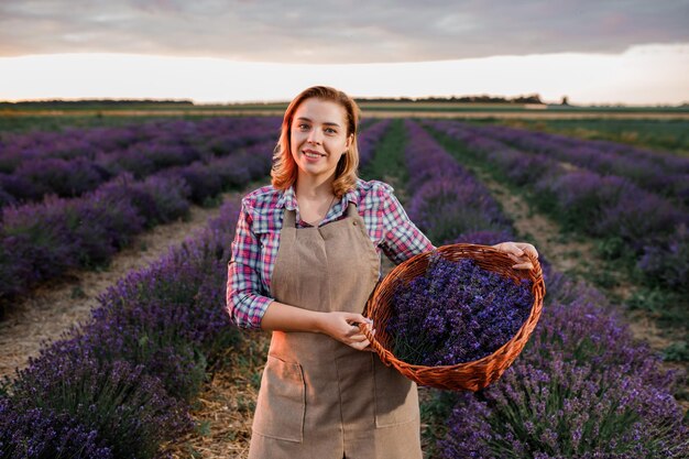 Professional woman worker in uniform holding basket with cut Bunches of Lavender on a Lavender Field and inhealing aroma of flowers Harvesting Lavander Concept