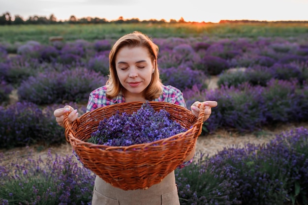 Professional woman worker in uniform holding basket with cut Bunches of Lavender on a Lavender Field and inhealing aroma of flowers Harvesting Lavander Concept