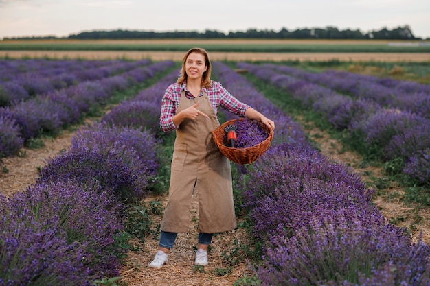 Lavoratrice professionale in uniforme cestello di contenimento con mazzi di lavanda tagliati e forbici su un campo di lavanda che raccoglie il concetto di lavanda