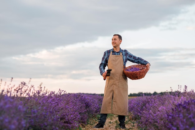 Photo professional woman worker in uniform holding basket with cut bunches of lavender and scissors on a lavender field harvesting lavander concept