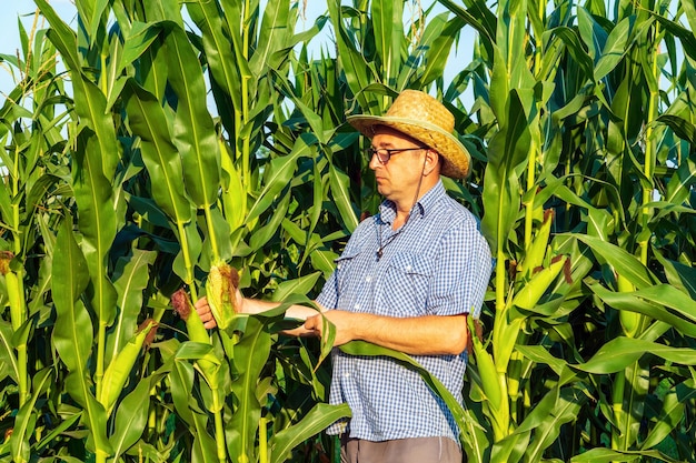 Professionele boer met hoed controleert hoge maïsoogst voordat hij Agronomist in het veld oogst