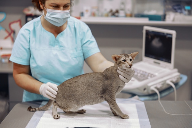 Professionele dierenarts met masker onderzoekt grijze kat die in een modern kliniekkantoor zit