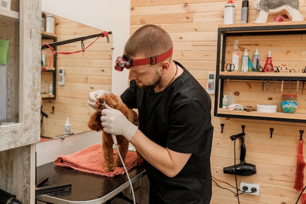 Professionele dierenarts-tandarts die de procedure van professionele tandenreinigende hond in een veterinaire kliniek doet