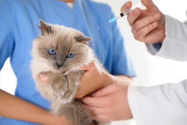 Professionele dierenartsen die kat in kliniekclose-up vaccineren
