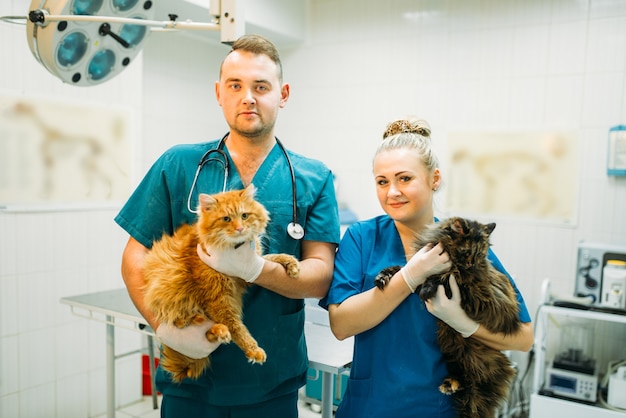 Professionele dierenartsen poseren met katten, dierenkliniek. Dierenartsartsen met schattige patiënten, behandelen een zieke hond