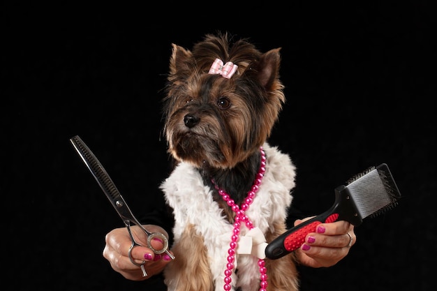 Professionele hondenverzorging in een gespecialiseerde salon