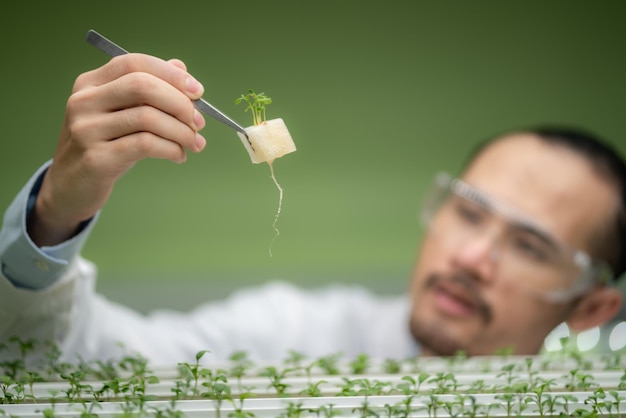 Professionele landbouwwetenschapper die onderzoek doet naar een biologische groenteplant in laboratoriumkas, ontwikkeling van slimme technologie voor hydrocultuurteelt binnen verticale boerderij