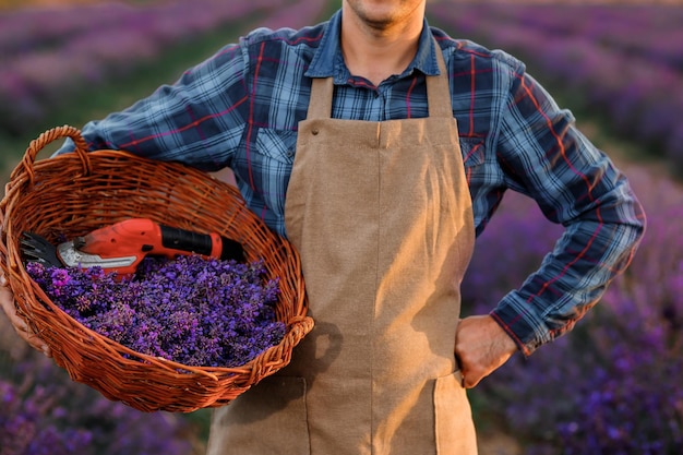 Professionele man werknemer in uniform bedrijf mand met gesneden trossen lavendel en schaar op een lavendel veld oogsten lavendel Concept