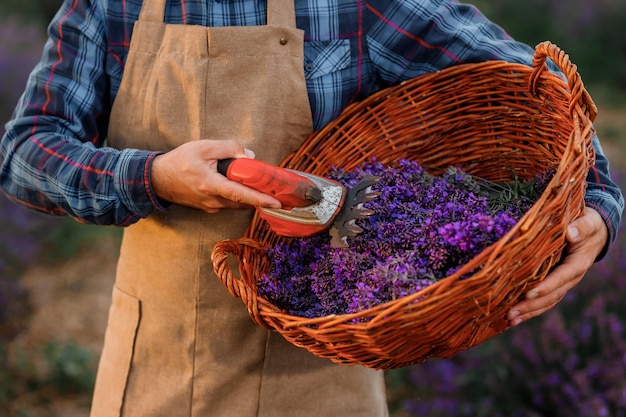 Professionele man werknemer in uniform bedrijf mand met gesneden trossen lavendel en schaar op een lavendel veld oogsten lavendel Concept