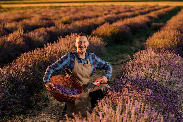 Professionele man werknemer in uniform snijden trossen lavendel met een schaar op een lavendel veld oogsten lavendel concept