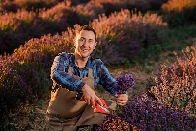 Professionele man werknemer in uniform snijden trossen lavendel met een schaar op een lavendel veld oogsten lavendel Concept