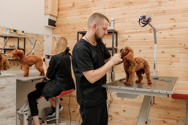 Professionele mannelijke trimmer die kapsel maakt van poedel theekopje hond bij trimsalon met professionele apparatuur