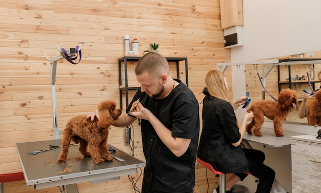 Professionele mannelijke trimmer die kapsel maakt van poedel theekopje hond bij trimsalon met professionele apparatuur