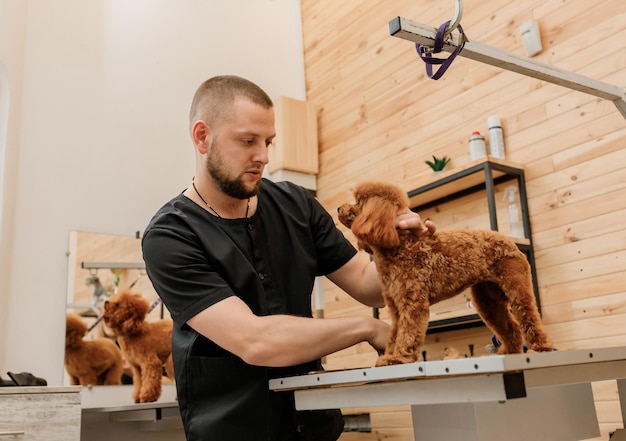 Professionele mannelijke trimmer die kapsel maakt van poedel theekopje hond bij trimsalon met professionele apparatuur