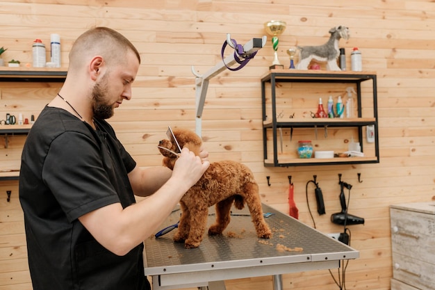 Professionele mannelijke trimmer die kapsel maakt van poedel theekopje hond bij trimsalon met professionele apparatuur