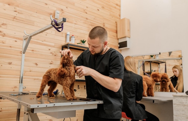 Professionele mannelijke trimmer die kapsel maakt van poedel theekopje hond bij trimsalon met professionele apparatuur