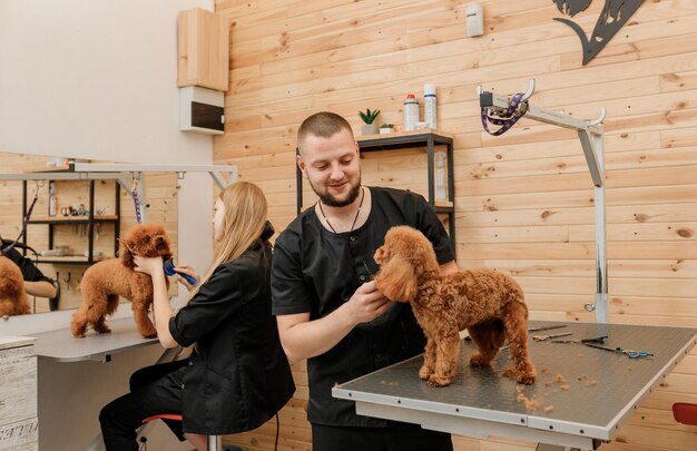 Professionele mannelijke trimmer die kapsel maakt van poedel theekopje hond bij trimsalon met professionele apparatuur