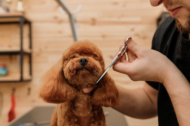 Professionele mannelijke trimmer die kapsel maakt van poedel theekopje hond bij trimsalon met professionele apparatuur