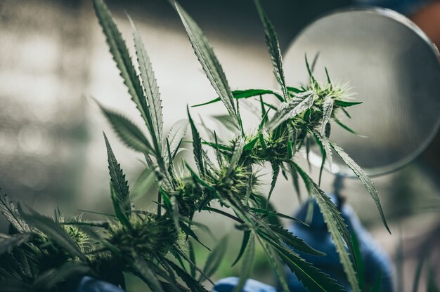 Professionele onderzoekers die in een hennepveld werken, controleren planten, alternatieve geneeskunde en cannabisconcept