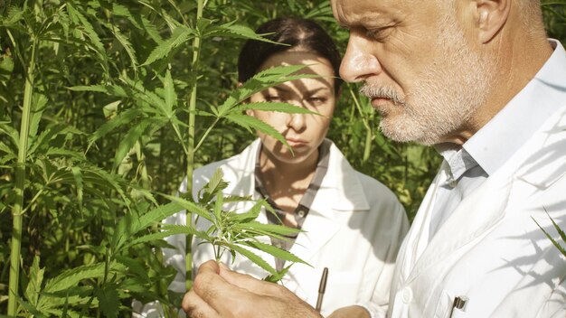 Foto professionele onderzoekers werken in een hennepveld. ze controleren planten en verzamelen monsters voor wetenschappelijke tests.