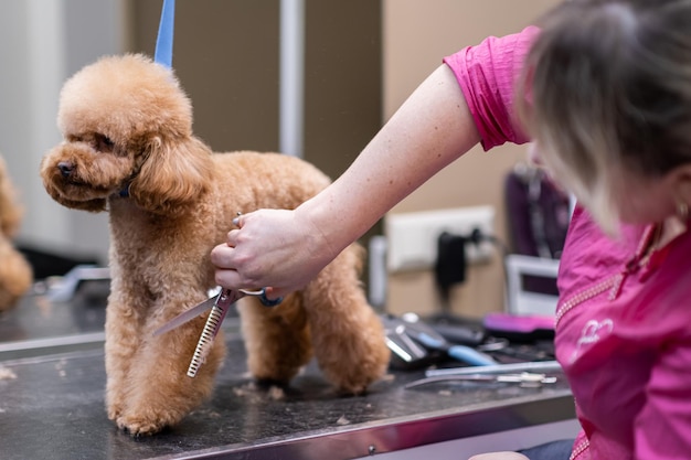 Professionele trimmer die een schaar en een tondeuse gebruikt om de vacht van de kleine poedelhond te trimmen