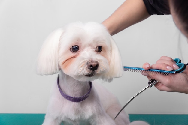 Professionele trimmer zorgt voor Maltese schoothondje in dieren schoonheidssalon.