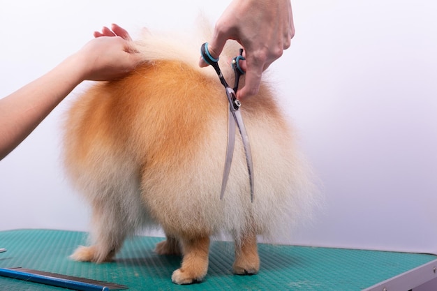 Professionele trimmer zorgt voor Orange Pomeranian Spitz in dierenschoonheidssalon