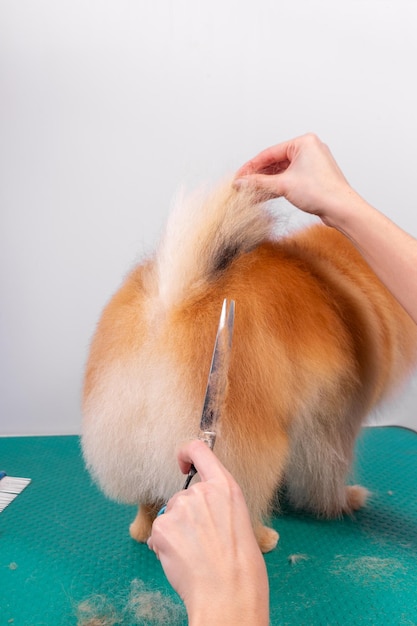 Professionele trimmer zorgt voor Orange Pomeranian Spitz in dierenschoonheidssalon