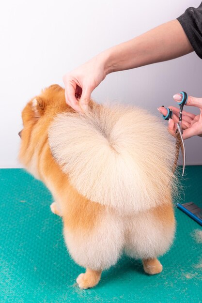 Professionele trimmer zorgt voor Orange Pomeranian Spitz in dierenschoonheidssalon