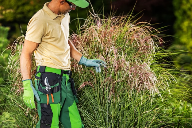 Foto professionele tuinier controleert volwassen grassen