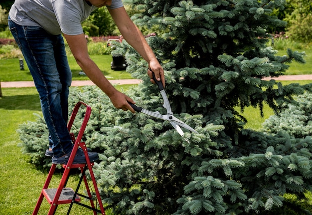 Professionele tuinman die een boom snoeit met een tuinschaar. Landschapsontwerp. Tuinieren