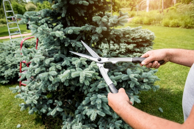 Professionele tuinman snoeien van een boom met tuinschaar