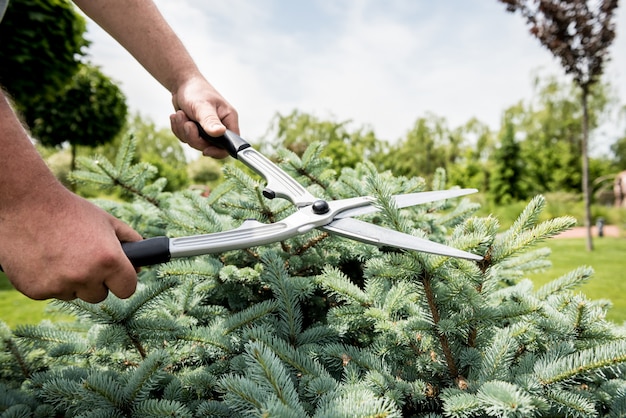 Professionele tuinman snoeien van een boom met tuinschaar