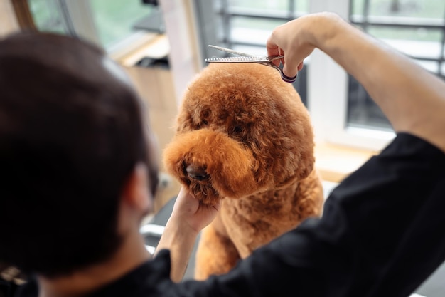 Professionele verzorging van een abrikozenhond labradoodle in kapsalon voor honden Jonge vrouwelijke trimmer kapper verwijdert geknipte overwoekerde haren van huisdier Huisdier concept