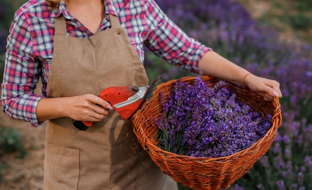 Professionele vrouw werknemer in uniform bedrijf mand met gesneden trossen lavendel en schaar op een lavendel veld oogsten lavendel Concept