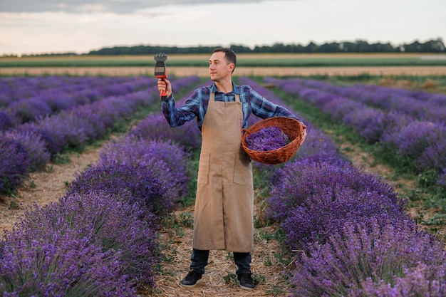 Professionele vrouw werknemer in uniform bedrijf mand met gesneden trossen lavendel en schaar op een lavendel veld oogsten lavendel Concept