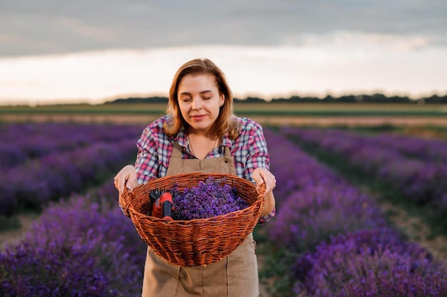 Professionele vrouw werknemer in uniform bedrijf mand met gesneden trossen lavendel en schaar op een lavendel veld oogsten lavendel Concept