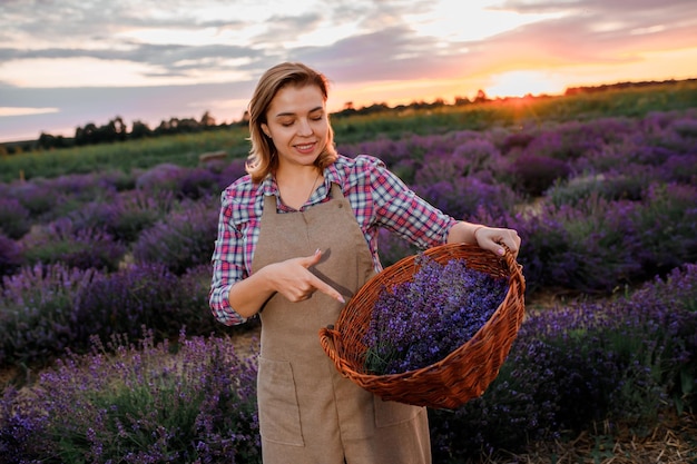 Professionele vrouw werknemer in uniform bedrijf mand met gesneden trossen lavendel op een lavendel veld en helende geur van bloemen oogsten Lavander Concept