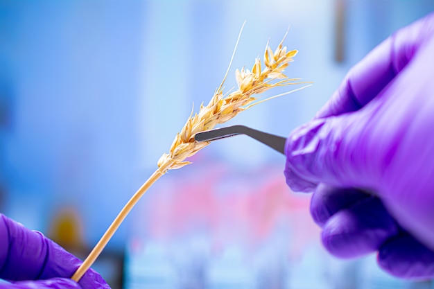 Professionele wetenschapper die met handschoenen tarweoren, experimenten in chemisch laboratorium onderzoekt